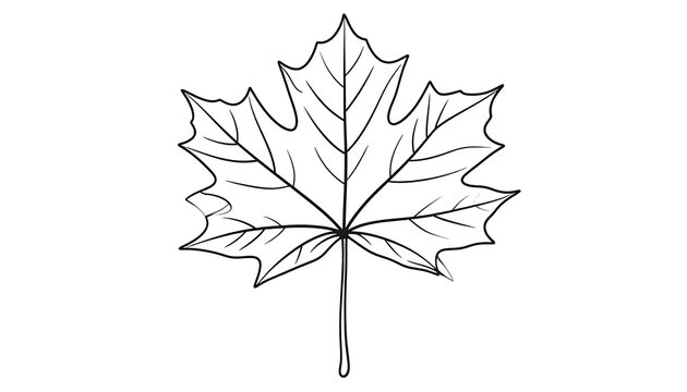 Black and white illustration of a stylized maple leaf with detailed veins and a stem, set against a plain white background