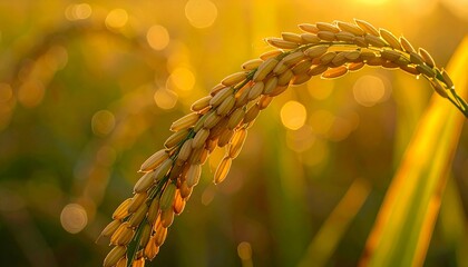 黄金色に輝く熟した稲穂と柔らかな陽光／Golden ripe rice ears glowing in gentle sunlight generative ai