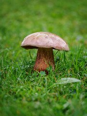 Edible mushroom growing in green lawn.
