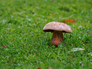 Edible mushroom growing in green lawn.
