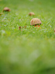 Edible mushroom growing in green lawn.
