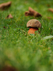 Edible mushroom growing in green lawn.
