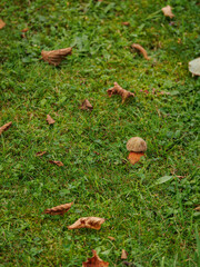 Edible mushroom growing in green lawn.
