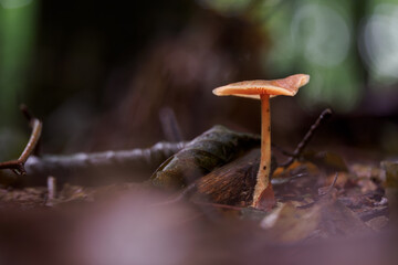 Mushroom growing in the forest among wet leaves after rain.
