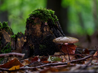 Mushroom growing in the forest among wet leaves after rain.
