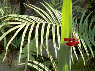 A dragonfly perched on a fern leaf with a vibrant background. Close-up of a dragonfly sitting on fern leaves in nature. A red dragonfly resting on fern foliage in the sunlight