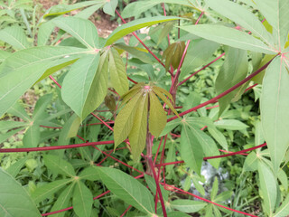 Cassava leaves sprouting from red stems. Young manioc plant with red branches. Fresh tapioca plant growth macro photography. Green cassava leaves detail with red stalks
