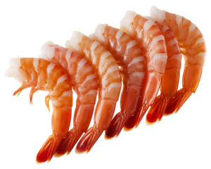 Row of cooked shrimp with tails on a black background