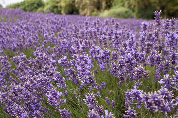 Lavender Field in Full Bloom Under Summer Sun