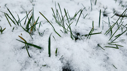 Snow covers green grass in a quiet winter scene