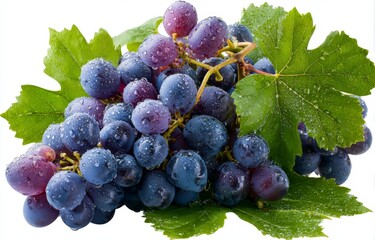 瑞々しい葉と水滴が輝く紫色のブドウの房