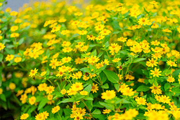 散歩の途中で見つけた秋の風景