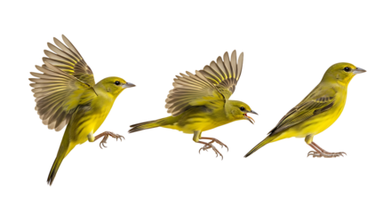 Three yellow canary birds in different flight and landing phases isolated on a white background.