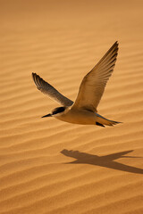 Naklejka premium A bird in the desert