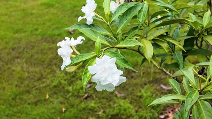 This 4K HD video showcases the growth and structure of the dogtooth violet (Erythronium japonicum), ideal for botanical education, plant biology studies, and nature observation footage.