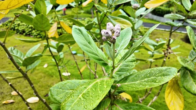 This 4K HD video showcases the growth and structure of the Gac fruit (Momordica cochinchinensis), ideal for botanical education, plant biology studies, and nature observation footage.