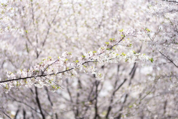 Cherry blossoms in spring