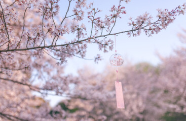 Cherry blossoms in spring