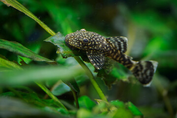 Ancistrus fish on a green leaf below the water surface.
