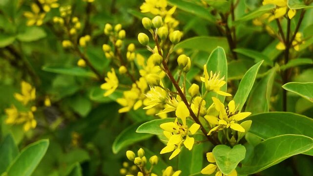 his 4K HD video showcases the growth and structure of St. John&rsquo;s wort (Hypericum perforatum), ideal for botanical education, plant biology studies, and nature observation footage.