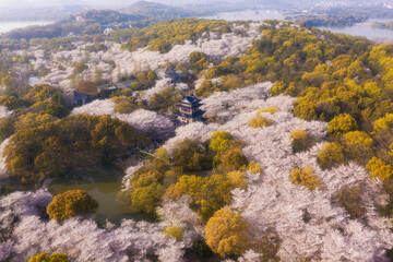Cherry blossoms in spring