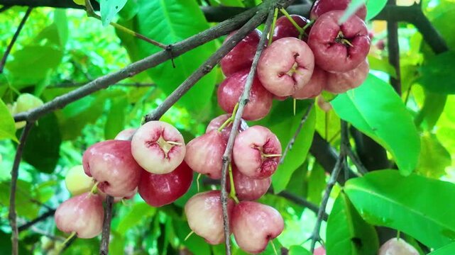 This 4K HD video showcases the growth and structure of the wax apple (Syzygium samarangense), ideal for botanical education, tropical fruit studies, and nature observation footage.