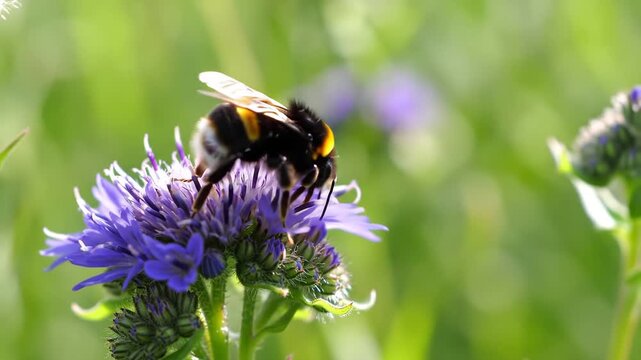 A closeup shot of a busy bumblebee diligently collecting nectar and pollen from a vibrant purple flower in a sundrenched meadow on a beautiful summer day highlighting the intricate details of natures.