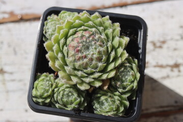 rojnik Silver Thaw Sempevivum