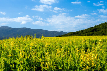 秋の田園に咲く「クロタラリア（タヌキマメ）」の花
