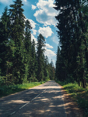 Obraz premium Long winding road surrounded by tall evergreen trees under a bright blue sky on a sunny day