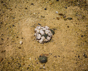 shell on the sand