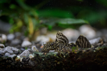 Ancistrus fish searching for food on pebbles at the bottom below the water surface.
