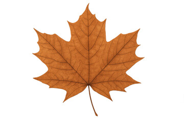 Fototapeta premium Dry maple leaf showing autumn color and texture, symbolizing seasonal change and fall decoration themes