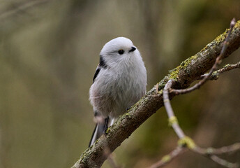 A long-tailed tit sits on a branch.