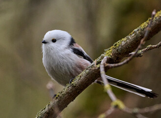 A long-tailed tit sits on a branch.