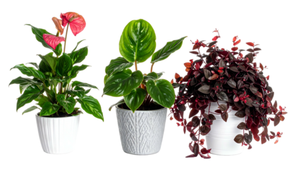 Three diverse potted plants in white containers, showcasing various leaf shapes and colors against black
