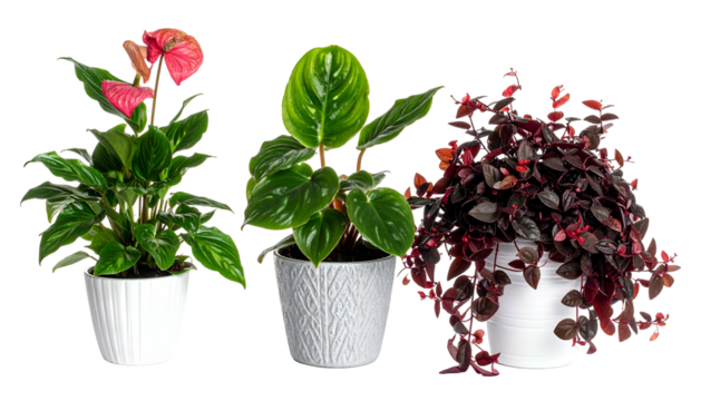 Three diverse potted plants in white containers, showcasing various leaf shapes and colors against black