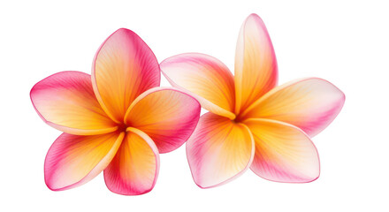 Fototapeta premium Vibrant Pink And Yellow Plumeria Flowers Isolated On Black