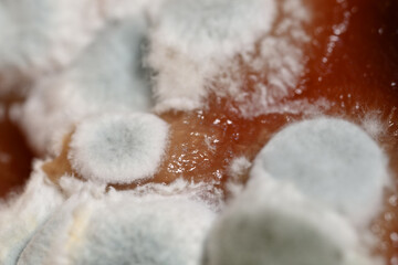 Macro detail of white mold on red tomato purée.
