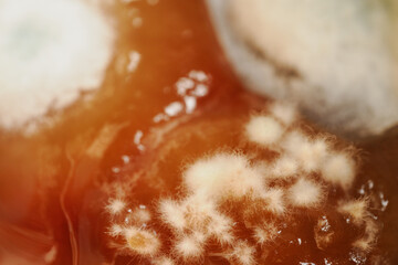 Macro detail of white mold on red tomato purée.
