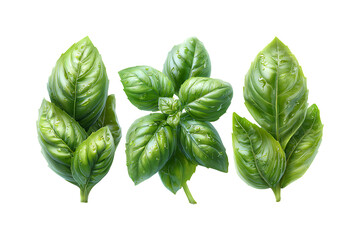 Vibrant green basil leaves fresh aromatic herb culinary ingredient isolated detail macro shot isolated on transparent background