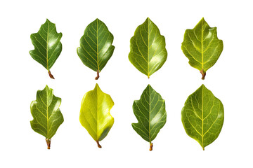 Eight different oak leaves in various stages of autumn coloration displayed against a dark backdrop isolated on transparent background