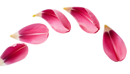 Soft pink petals beautifully arranged secluded on a plain surface