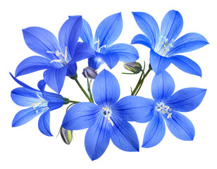 Fototapeta premium Fantasy Blue Glow Flowers with Sparkling Petals PNG
