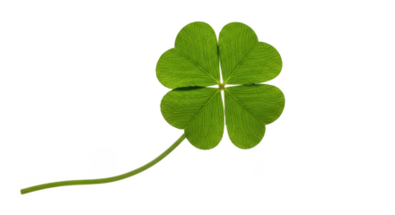 Vibrant Fourleaf Clover Isolated On Black Background