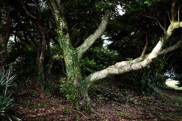 Obraz premium tree in the forest