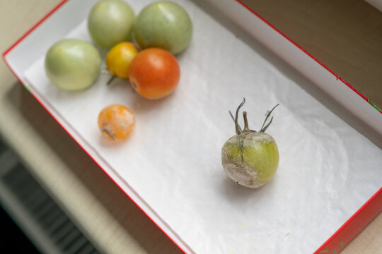 Grey mold on a green tomato in a container.
