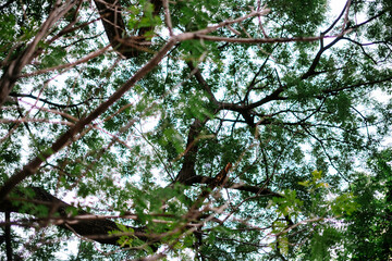 Vibrant Green Tree Canopy View from Below Against Bright Sky