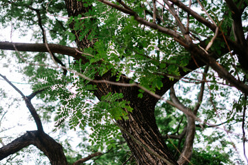 Lush Green Tree Canopy with Textured Bark and Bright Sky Light