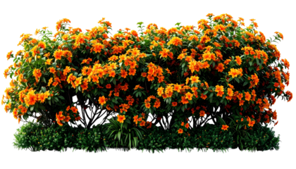 Lush, vibrant orange flowers blooming atop a thick green shrubbery against a transparent backdrop